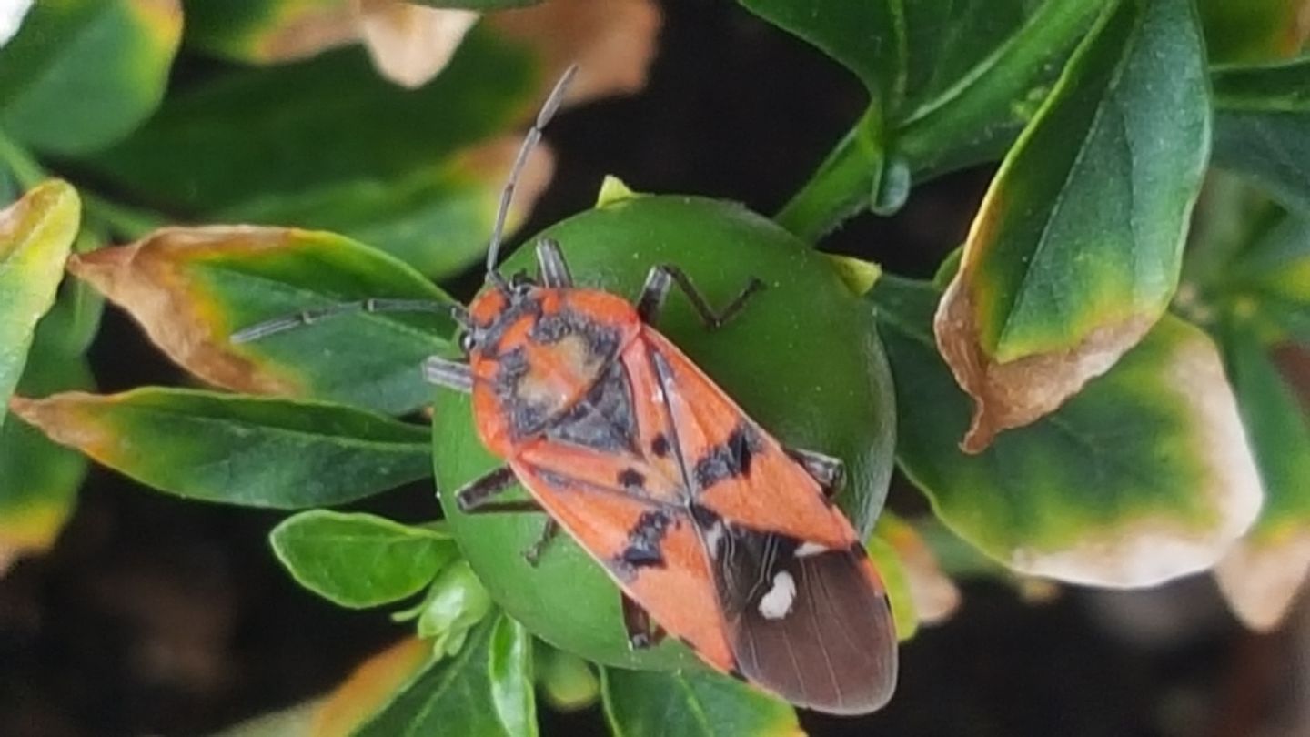 identificazione insetto rossonero:   Spilostethus pandurus (Lygaeidae)